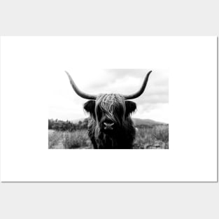 Scottish Highland Cattle - Black and White Animal Photography Posters and Art